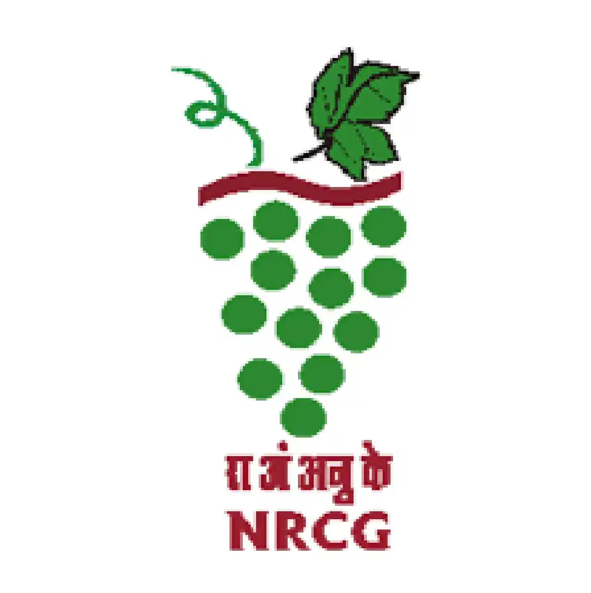 ICAR – NRCG पुणे अंतर्गत विविद पदांची भरती नवीन जाहिरात प्रकाशित; त्वरित अर्ज करा!! | NRCG Pune Recruitment 2026